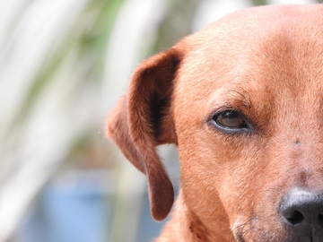 Het geven van de zorg die een huisdier verdient nature-puppy-dog-animal-zoo-pet-681400-pxhere.com